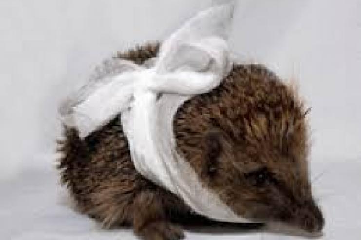 В Одесской области родители заплатят штраф за сына, который издевался над ежиком